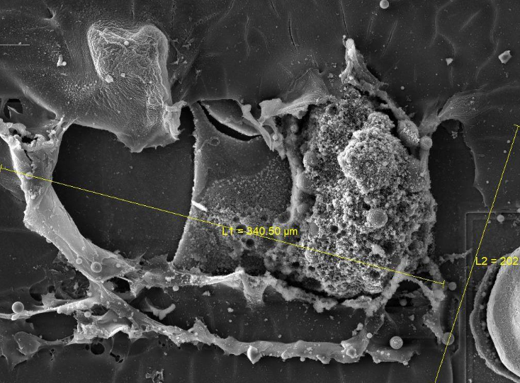 扫描电镜(SEM,用于观察微观形貌) 扫描电镜(SEM,用于观察微观形貌)